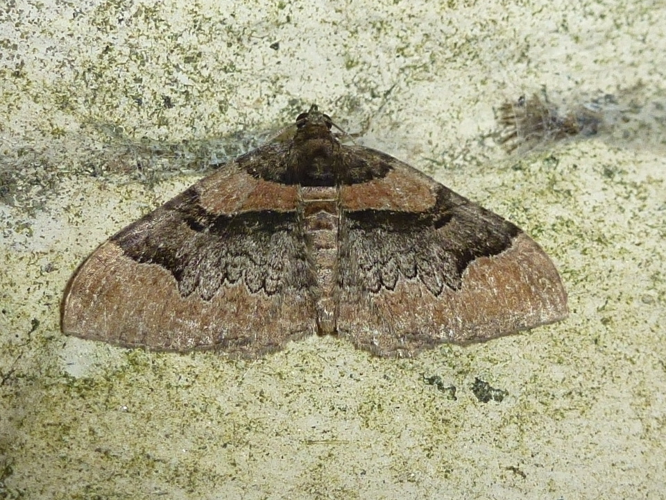 Catarhoe rubidata &copy; MAILLIER Sébastien