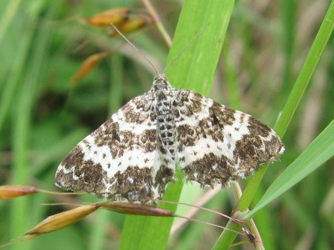 Epirrhoe tristata &copy; LETHEVE Xavier