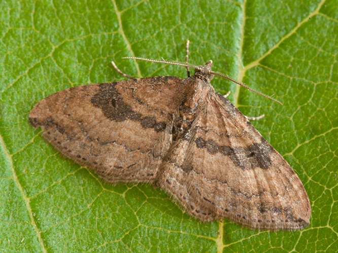 Nycterosea obstipata &copy; VAN ALPHEN Jacques