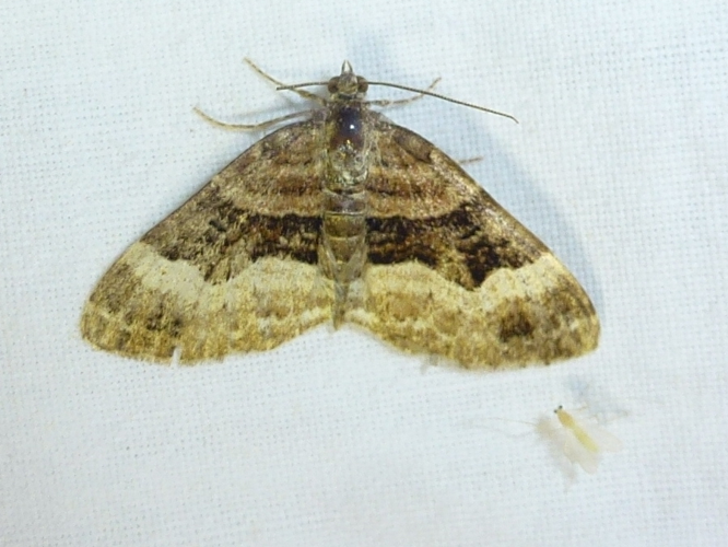 Xanthorhoe biriviata &copy; MAILLIER Sébastien