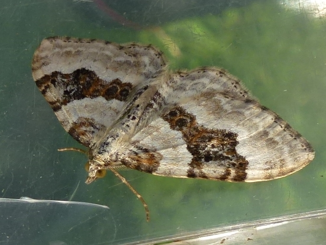 Xanthorhoe montanata &copy; MAILLIER Sébastien