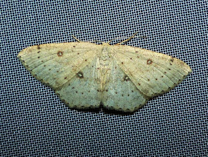 Cyclophora albipunctata &copy; DEROZIER Carole