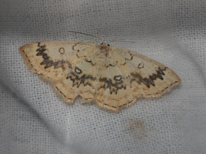 Cyclophora annularia &copy; DANTEN Benoit