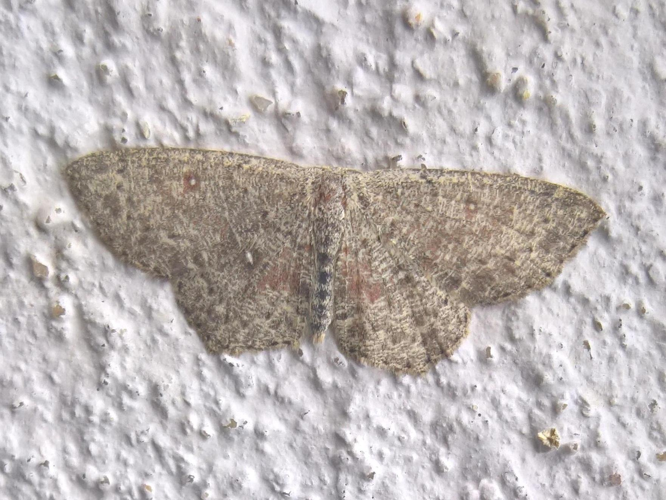 Cyclophora pendularia &copy; LETHEVE Xavier