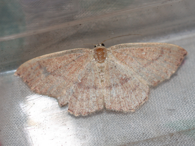 Cyclophora porata &copy; DANTEN Benoit
