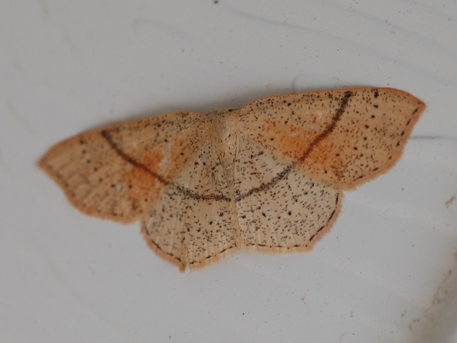 Cyclophora punctaria &copy; VANSTEENE Nicolas
