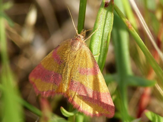 Lythria cruentaria &copy; BARBIER Simon