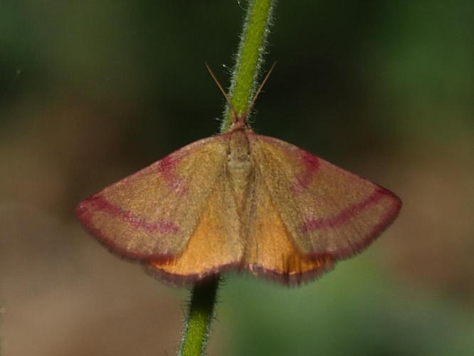 Lythria purpuraria &copy; PLATEAUX Odile