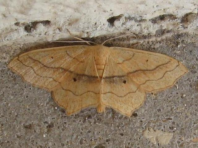 Scopula imitaria © LETHEVE Xavier