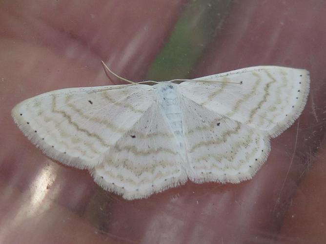 Scopula subpunctaria &copy; LETHEVE Xavier