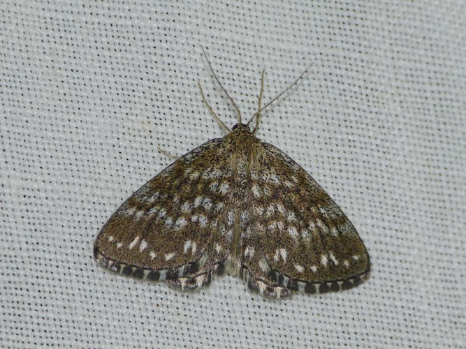Scopula tessellaria &copy; BARBIER Simon