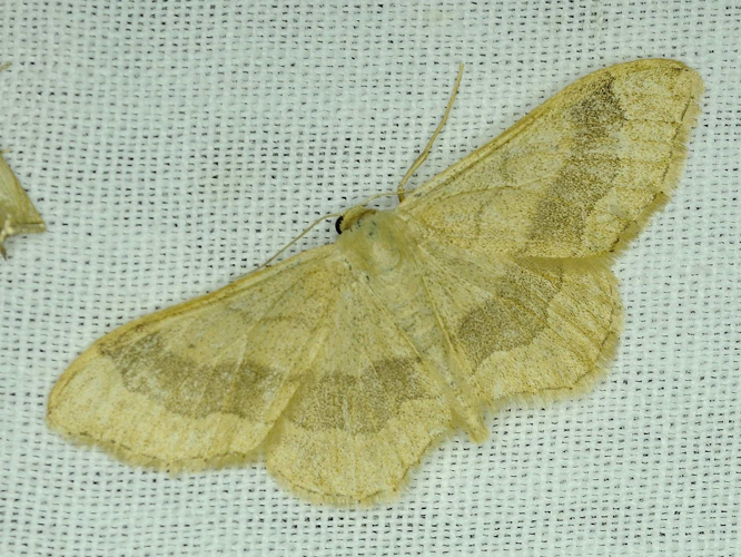 Idaea aversata &copy; MATHOT William