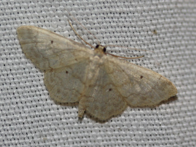 Idaea biselata © LETHEVE Xavier