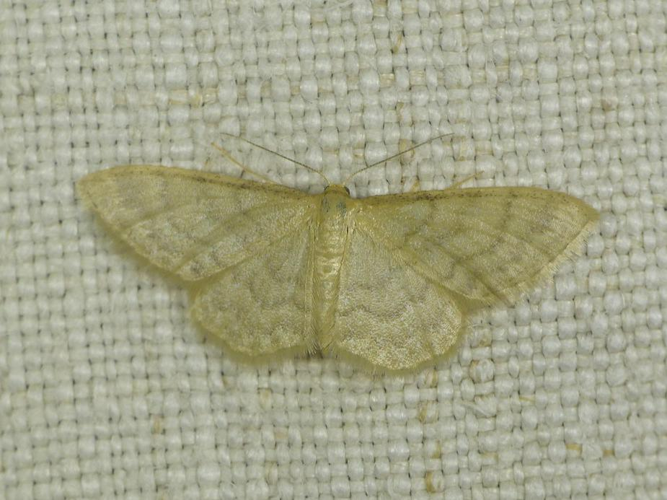 Idaea dilutaria &copy; VERNE Sébastien