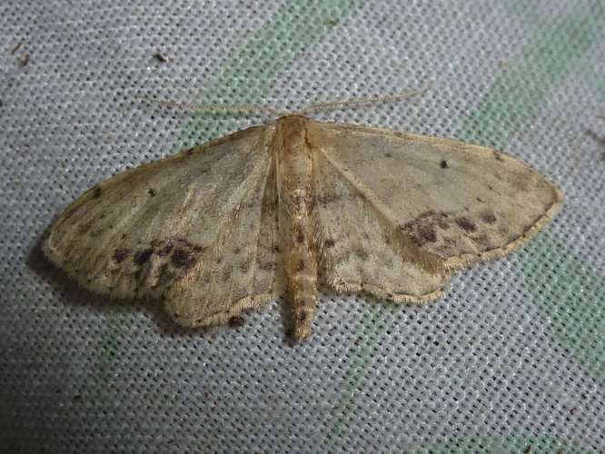 Idaea dimidiata &copy; MAILLIER Sébastien