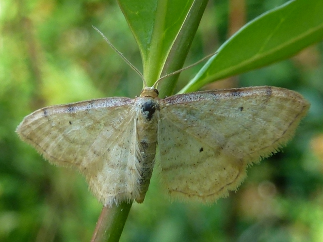 Idaea fuscovenosa &copy; MAILLIER Sébastien