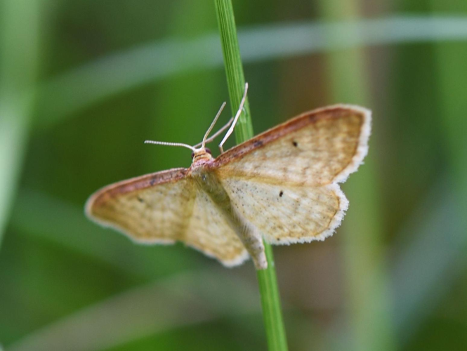 Idaea humiliata &copy; MATHOT William
