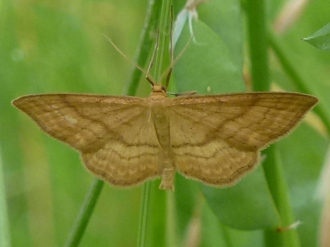 Idaea ochrata &copy; MAILLIER Sébastien
