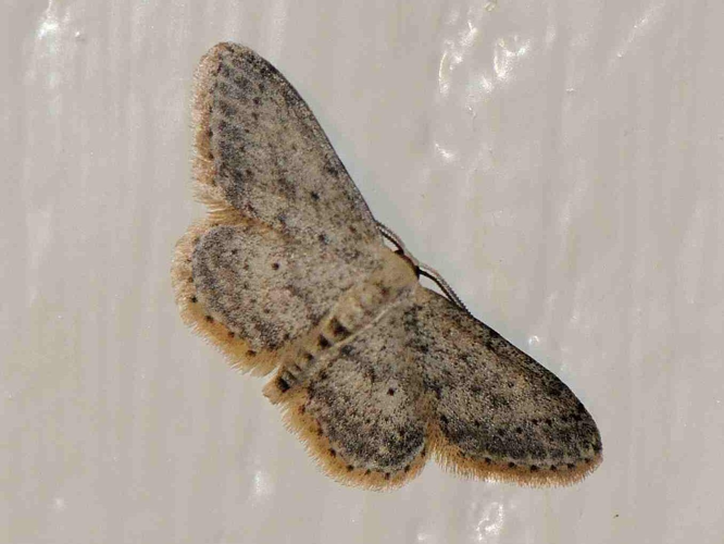 Idaea seriata &copy; MATHOT William