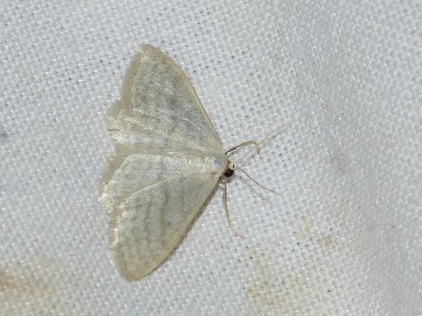 Idaea subsericeata &copy; BARBIER Simon