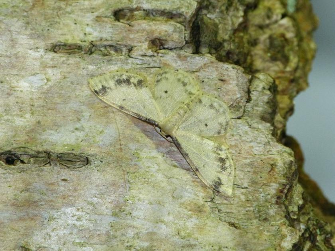 Idaea trigeminata &copy; BARBIER Simon