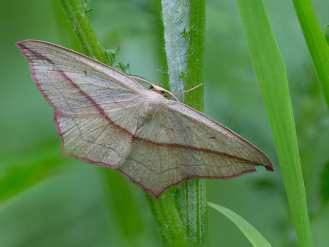 Timandra comae © TONDELLIER Bruno