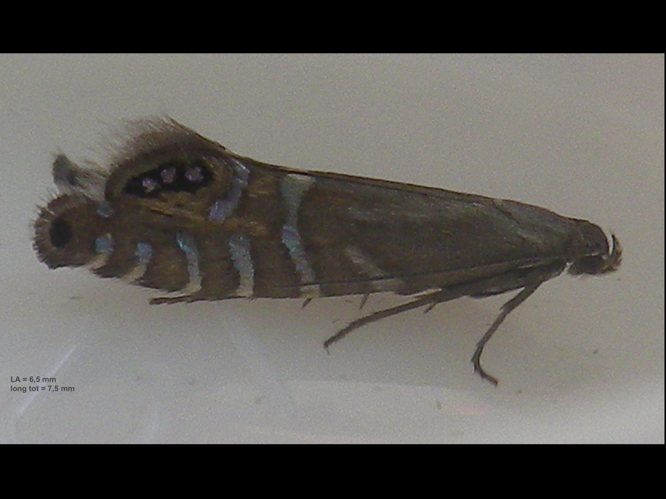 Glyphipterix thrasonella &copy; HALLART Guénael