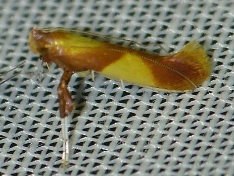 Caloptilia alchimiella &copy; BARBIER Simon