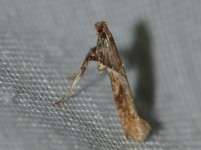 Caloptilia falconipennella &copy; BARBIER Simon