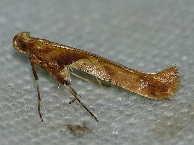 Caloptilia hemidactylella &copy; BARBIER Simon