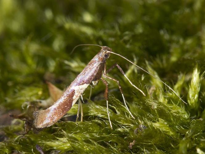 Caloptilia stigmatella &copy; VAN ALPHEN Jacques