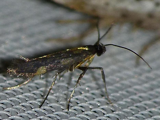 Euspilapteryx auroguttella &copy; BARBIER Simon