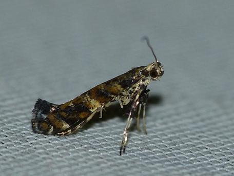 Gracillaria syringella &copy; BARBIER Simon