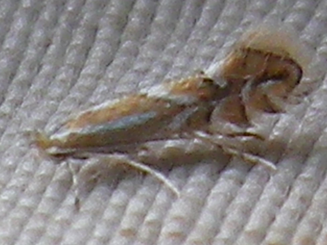 Phyllonorycter coryli &copy; HALLART Guénael