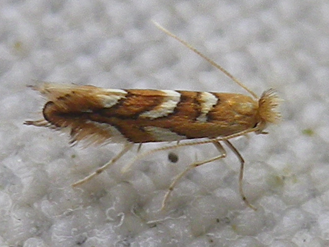 Phyllonorycter muelleriella &copy; HALLART Guénael