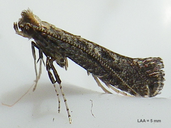 Parornix anglicella &copy; HALLART Guénael