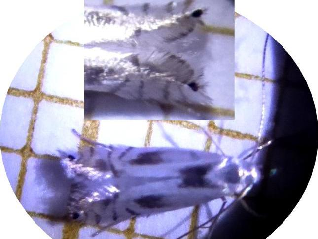 Phyllocnistis unipunctella &copy; DEROZIER Carole