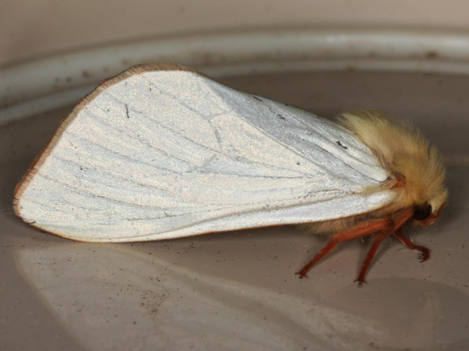 Hepialus humuli &copy; LETHEVE Xavier