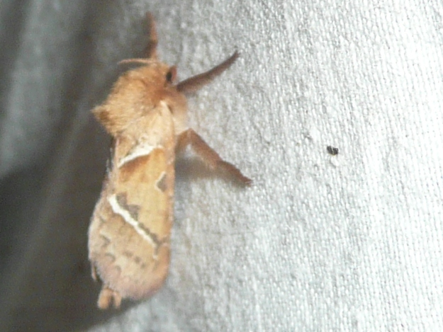 Triodia sylvina &copy; MAILLIER Sébastien