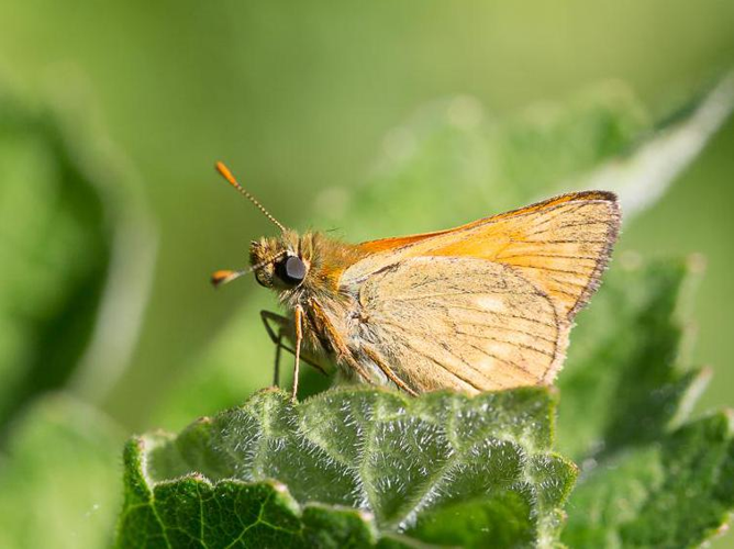 Ochlodes venatus © TONDELLIER Bruno