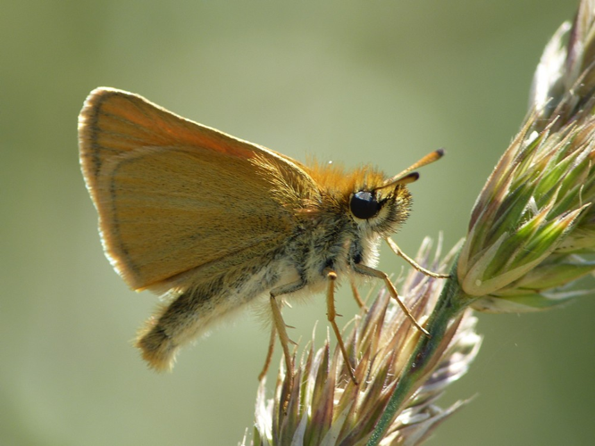 Thymelicus lineola &copy; BARBIER Simon