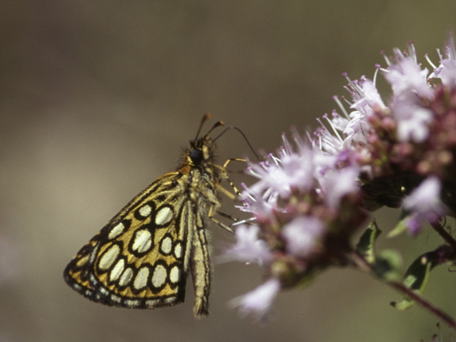 Heteropterus morpheus &copy; HERCENT Jean-Luc
