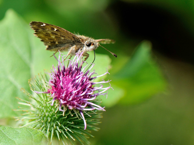 Carcharodus alceae &copy; MATHOT William