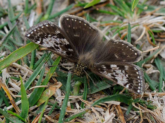 Erynnis tages &copy; MATHOT William