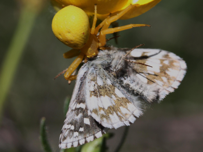 Pyrgus armoricanus &copy; LETHEVE Xavier