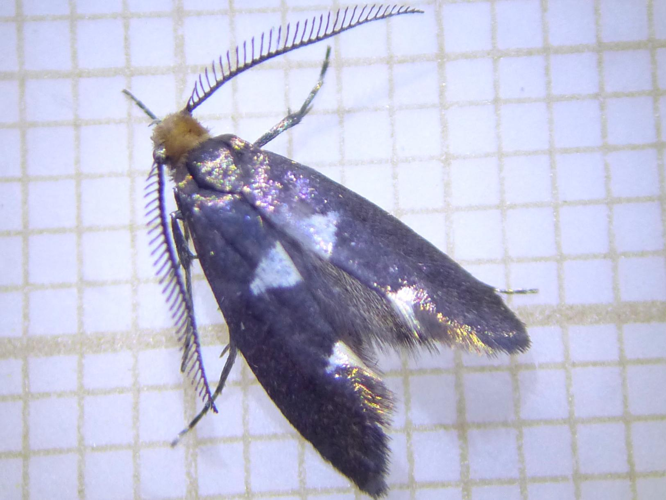 Incurvaria masculella &copy; DEROZIER Carole