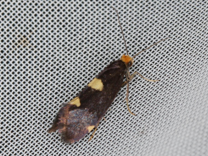 Incurvaria oehlmanniella &copy; LETHEVE Xavier