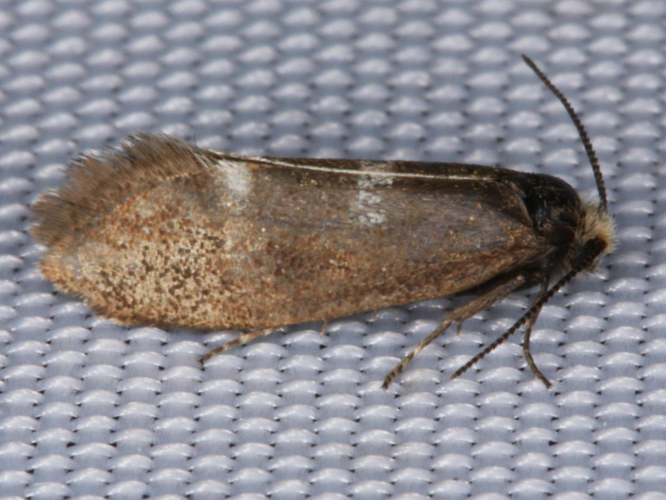 Incurvaria pectinea &copy; LETHEVE Xavier