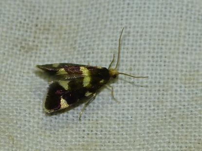 Incurvaria praelatella &copy; BARBIER Simon