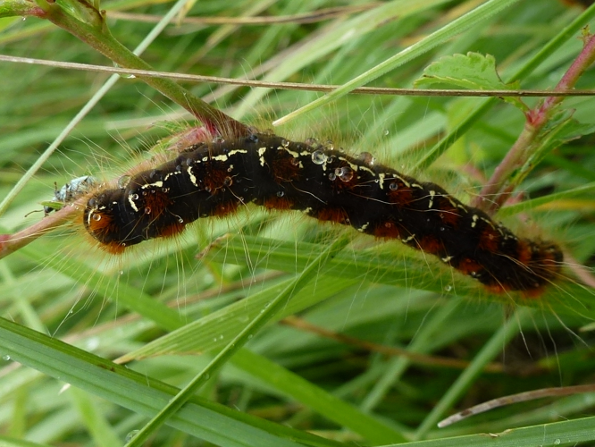 Eriogaster lanestris &copy; MAILLIER Sébastien